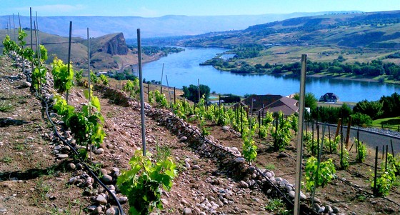 Vineyard overlooking river.jpg